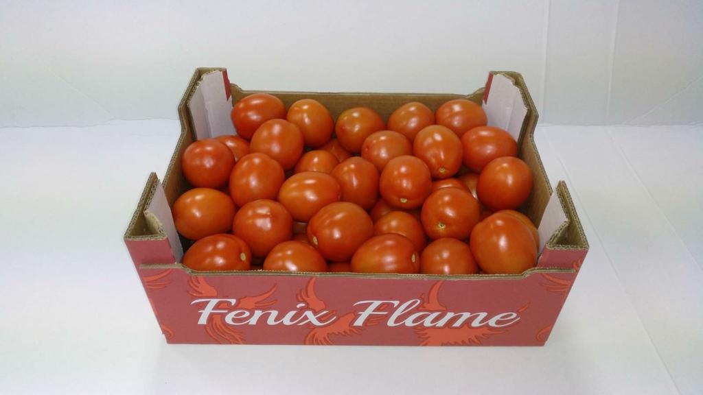 Tomates pera frescos para exportación - Frutas Fénix