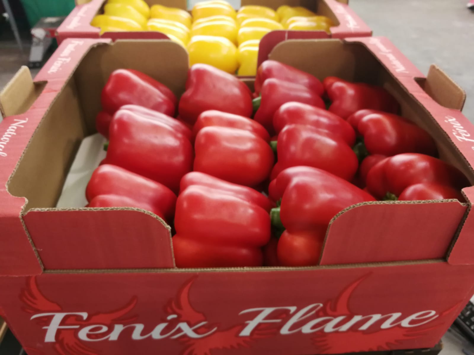 Surtido de frutas frescas listo para distribución - Frutas Fénix